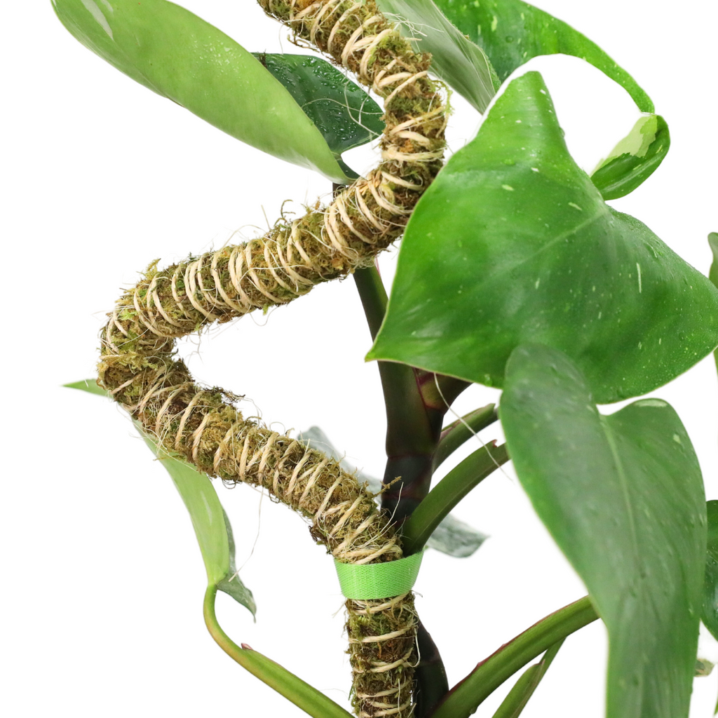 The Bendable Moss Pole™ 𝘛𝘏𝘐𝘕